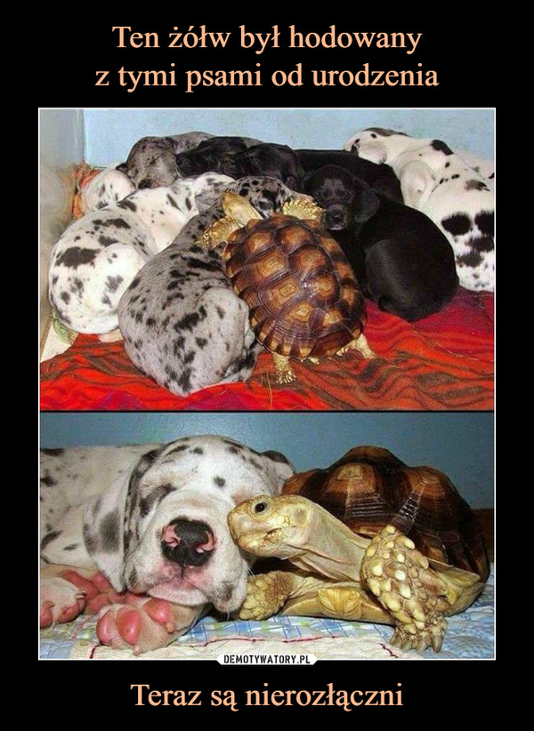 Ten żółw był hodowany
z tymi psami od urodzenia Teraz są nierozłączni