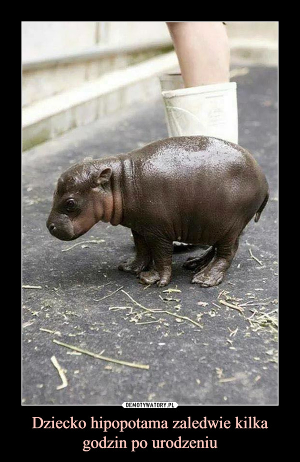 Dziecko hipopotama zaledwie kilka godzin po urodzeniu –  