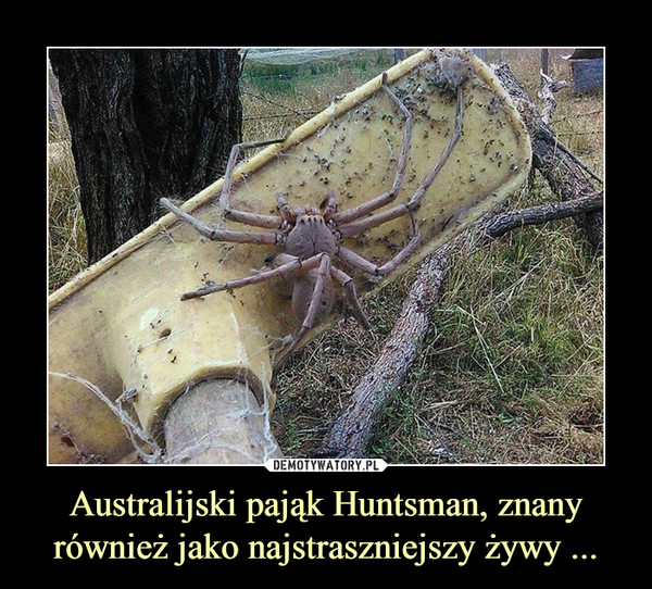 Australijski pająk Huntsman, znany również jako najstraszniejszy żywy ...