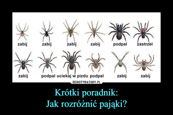Krótki poradnik:Jak rozróżnić pająki? –  zabijzabijzabijzabijpodpal zastrzelzabi podpal uciekaj w pizdu podpalzabijzabij