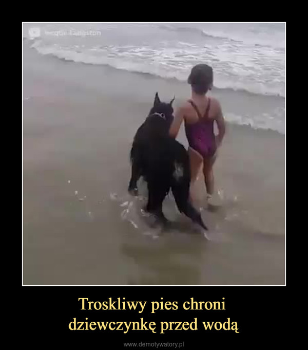 Troskliwy pies chroni dziewczynkę przed wodą –  