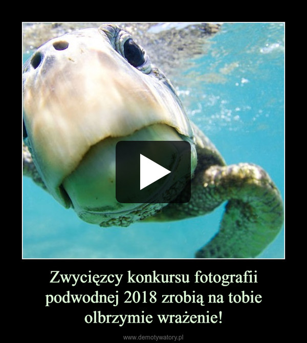 Zwycięzcy konkursu fotografii podwodnej 2018 zrobią na tobie olbrzymie wrażenie! –  