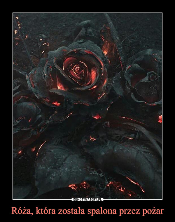Róża, która została spalona przez pożar –  