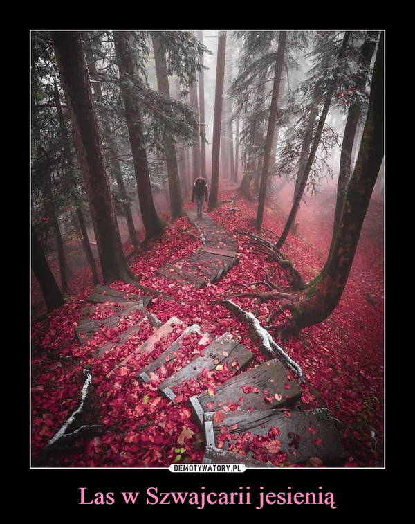Las w Szwajcarii jesienią –  