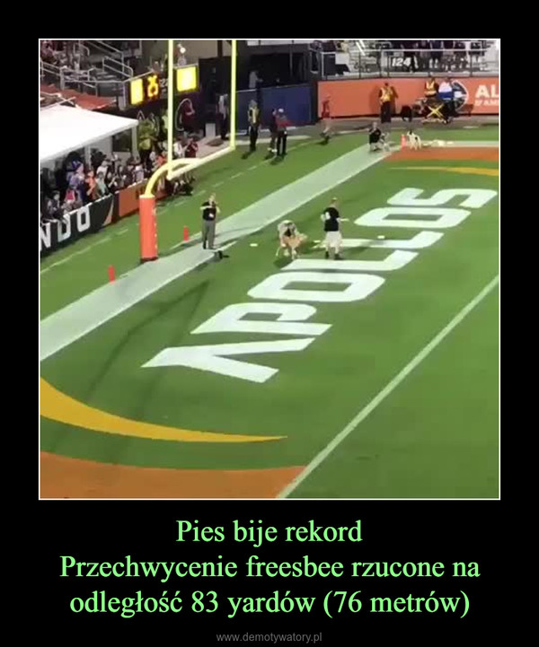 Pies bije rekordPrzechwycenie freesbee rzucone na odległość 83 yardów (76 metrów) –  