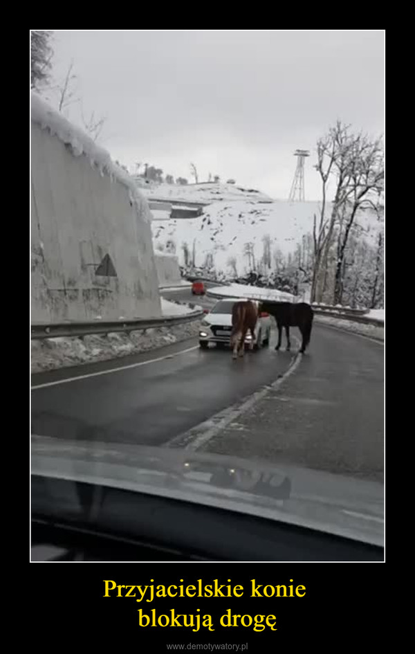 Przyjacielskie konie blokują drogę –  