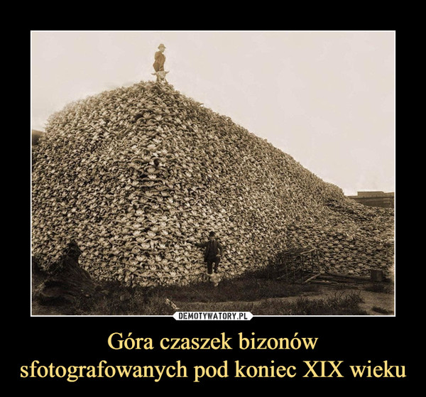 Góra czaszek bizonówsfotografowanych pod koniec XIX wieku –  
