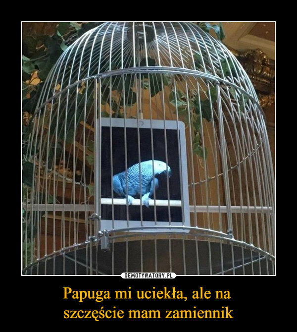 Papuga mi uciekła, ale na szczęście mam zamiennik –  