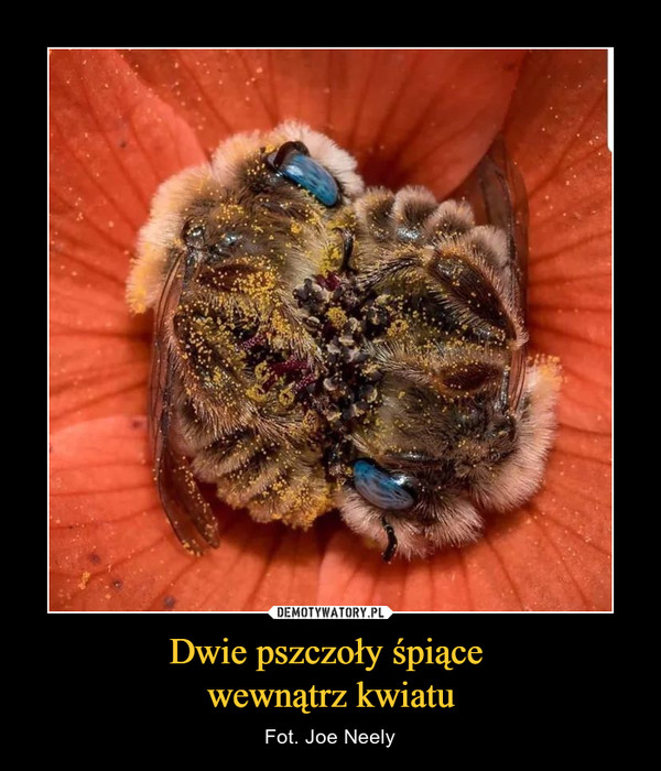 Dwie pszczoły śpiące wewnątrz kwiatu – Fot. Joe Neely 