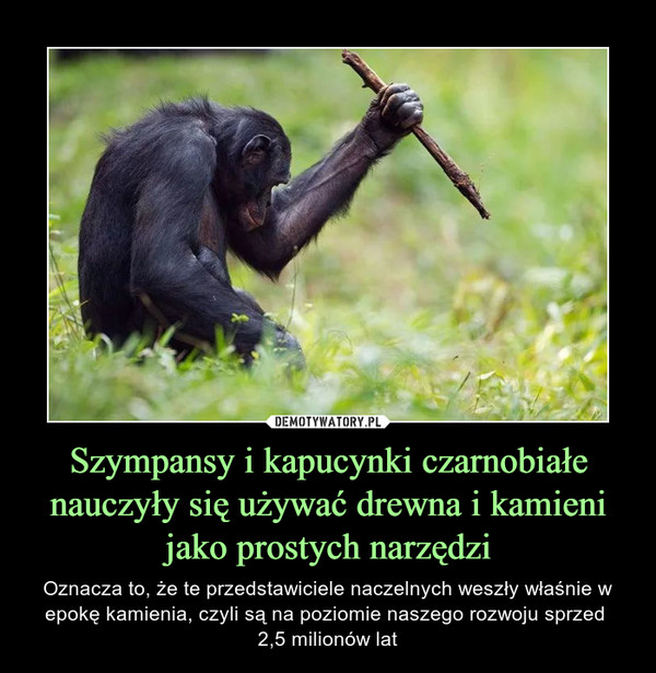 Szympansy i kapucynki czarnobiałe nauczyły się używać drewna i kamieni jako prostych narzędzi – Oznacza to, że te przedstawiciele naczelnych weszły właśnie w epokę kamienia, czyli są na poziomie naszego rozwoju sprzed 2,5 milionów lat 