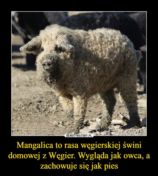 Mangalica to rasa węgierskiej świni domowej z Węgier. Wygląda jak owca, a zachowuje się jak pies