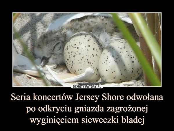 Seria koncertów Jersey Shore odwołana po odkryciu gniazda zagrożonej wyginięciem sieweczki bladej –  