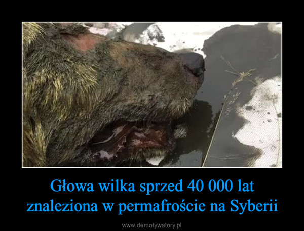 Głowa wilka sprzed 40 000 lat znaleziona w permafroście na Syberii –  