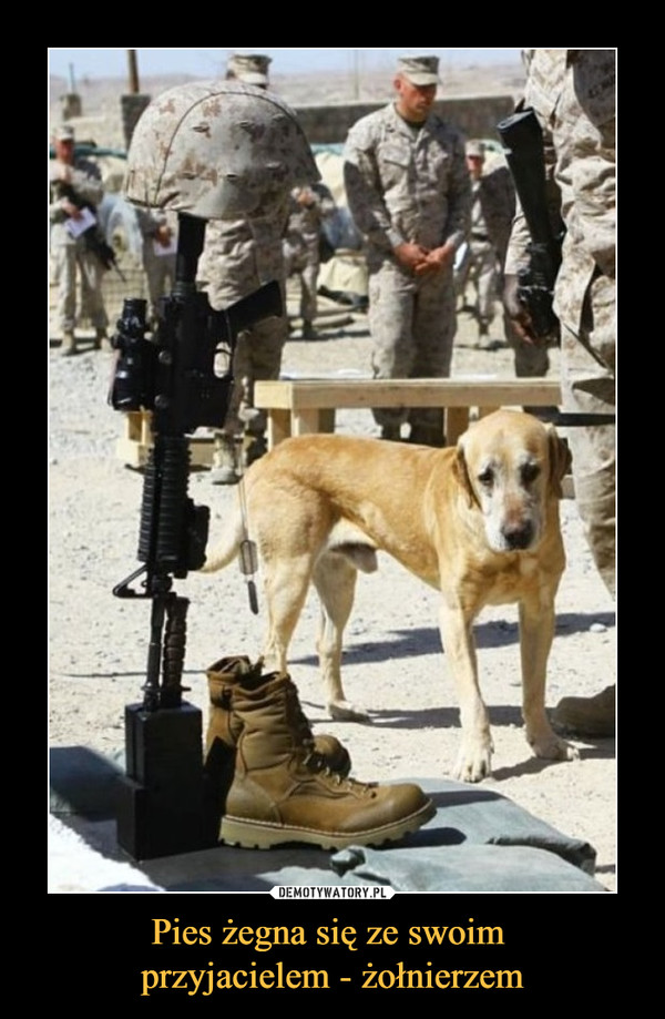 Pies żegna się ze swoim przyjacielem - żołnierzem –  