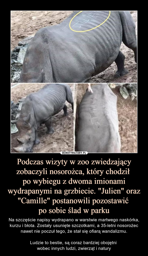 Podczas wizyty w zoo zwiedzający zobaczyli nosorożca, który chodził po wybiegu z dwoma imionami wydrapanymi na grzbiecie. "Julien" oraz "Camille" postanowili pozostawić po sobie ślad w parku – Na szczęście napisy wydrapano w warstwie martwego naskórka, kurzu i błota. Zostały usunięte szczotkami, a 35-letni nosorożec nawet nie poczuł tego, że stał się ofiarą wandalizmu.Ludzie to bestie, są coraz bardziej obojętni wobec innych ludzi, zwierząt i natury 