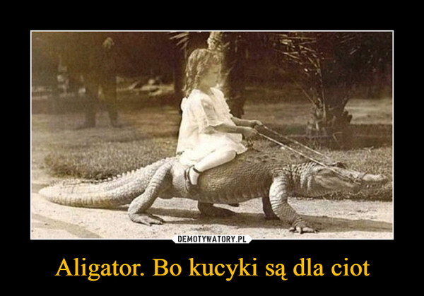 Aligator. Bo kucyki są dla ciot –  