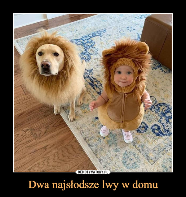 Dwa najsłodsze lwy w domu