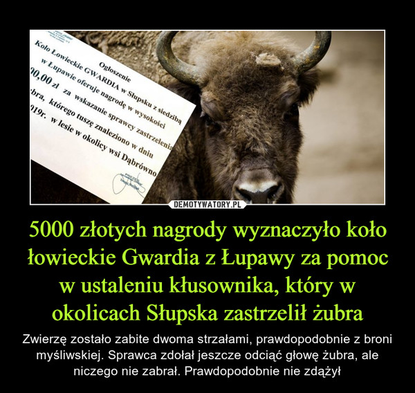 5000 złotych nagrody wyznaczyło koło łowieckie Gwardia z Łupawy za pomoc w ustaleniu kłusownika, który w okolicach Słupska zastrzelił żubra
