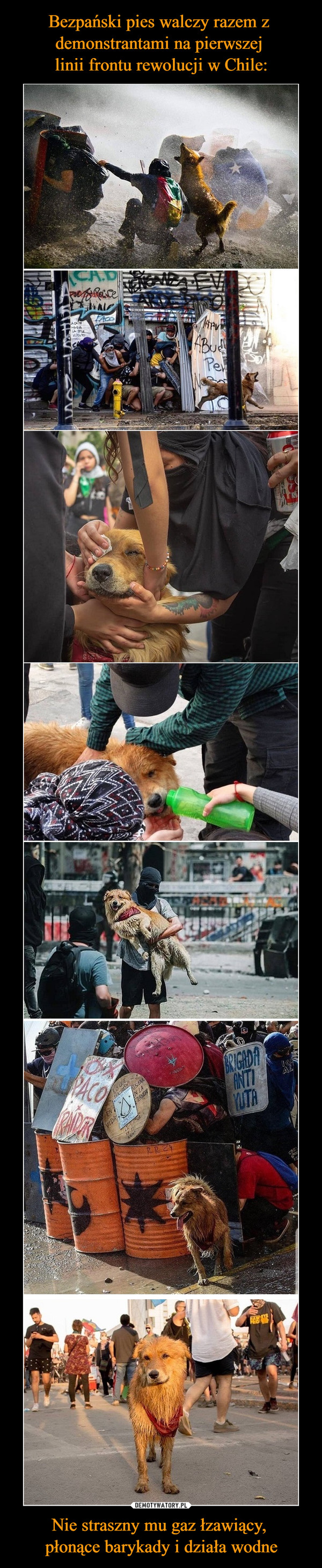 Bezpański pies walczy razem z 
demonstrantami na pierwszej 
linii frontu rewolucji w Chile: Nie straszny mu gaz łzawiący, 
płonące barykady i działa wodne