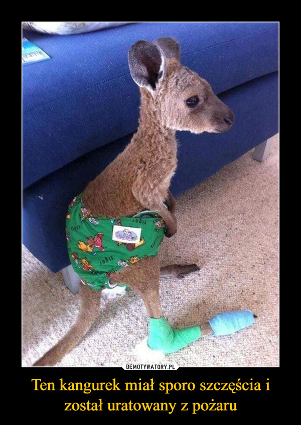 Ten kangurek miał sporo szczęścia i został uratowany z pożaru