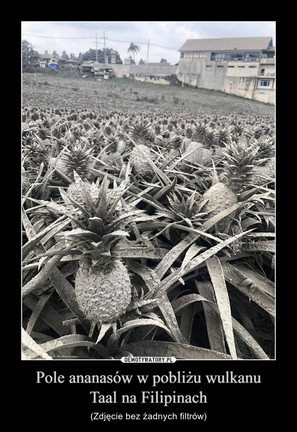 Pole ananasów w pobliżu wulkanu
Taal na Filipinach