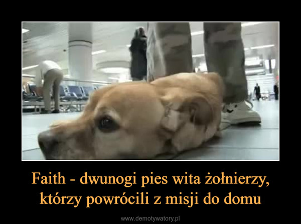 Faith - dwunogi pies wita żołnierzy, którzy powrócili z misji do domu –  