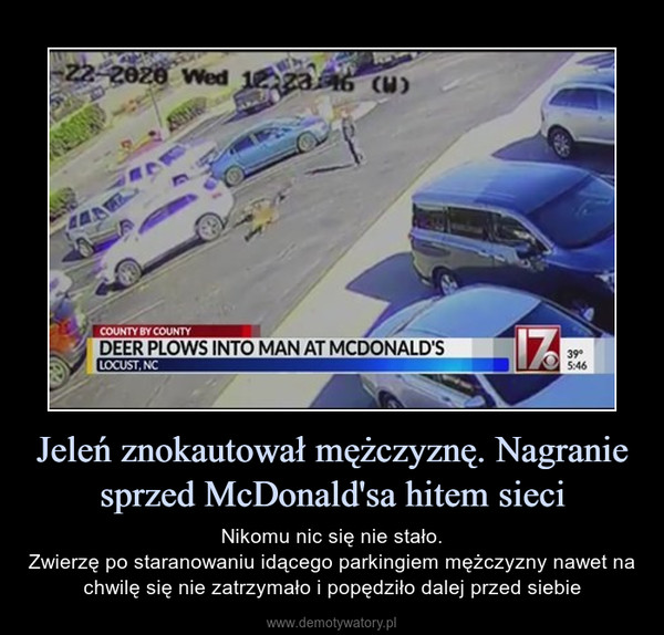 Jeleń znokautował mężczyznę. Nagranie sprzed McDonald'sa hitem sieci – Nikomu nic się nie stało.Zwierzę po staranowaniu idącego parkingiem mężczyzny nawet na chwilę się nie zatrzymało i popędziło dalej przed siebie 