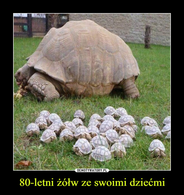 80-letni żółw ze swoimi dziećmi –  