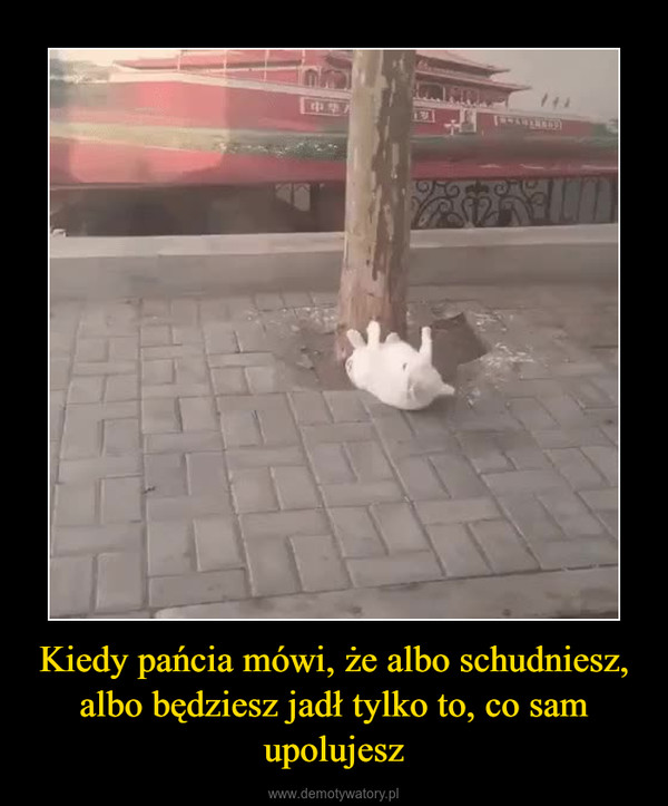 Kiedy pańcia mówi, że albo schudniesz, albo będziesz jadł tylko to, co sam upolujesz –  