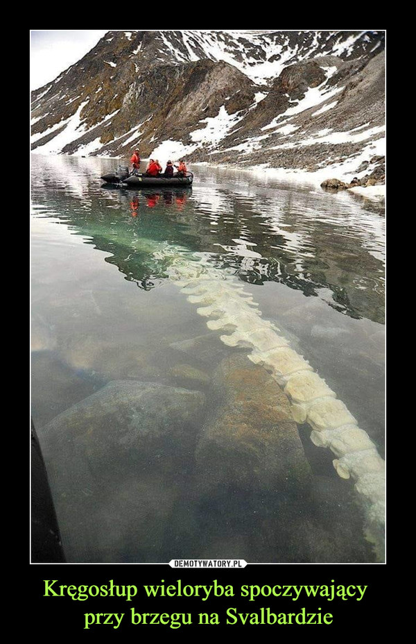 Kręgosłup wieloryba spoczywający przy brzegu na Svalbardzie –  