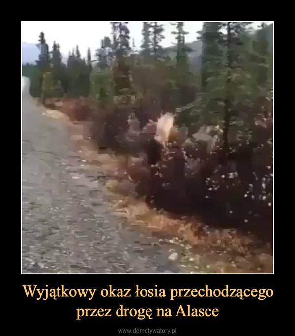 Wyjątkowy okaz łosia przechodzącego przez drogę na Alasce –  