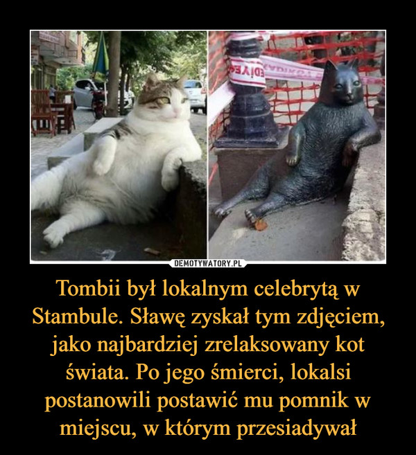 Tombii był lokalnym celebrytą w Stambule. Sławę zyskał tym zdjęciem, jako najbardziej zrelaksowany kot świata. Po jego śmierci, lokalsi postanowili postawić mu pomnik w miejscu, w którym przesiadywał –  