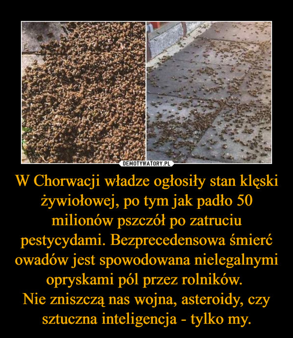 W Chorwacji władze ogłosiły stan klęski żywiołowej, po tym jak padło 50 milionów pszczół po zatruciu pestycydami. Bezprecedensowa śmierć owadów jest spowodowana nielegalnymi opryskami pól przez rolników. 
Nie zniszczą nas wojna, asteroidy, czy sztuczna inteligencja - tylko my.