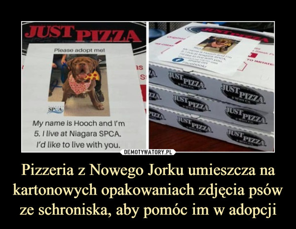 Pizzeria z Nowego Jorku umieszcza na kartonowych opakowaniach zdjęcia psów ze schroniska, aby pomóc im w adopcji –  