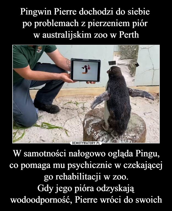 Pingwin Pierre dochodzi do siebie 
po problemach z pierzeniem piór 
w australijskim zoo w Perth W samotności nałogowo ogląda Pingu, co pomaga mu psychicznie w czekającej go rehabilitacji w zoo.
Gdy jego pióra odzyskają wodoodporność, Pierre wróci do swoich