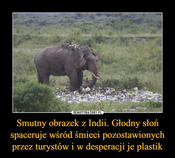 Smutny obrazek z Indii. Głodny słoń spaceruje wśród śmieci pozostawionych przez turystów i w desperacji je plastik