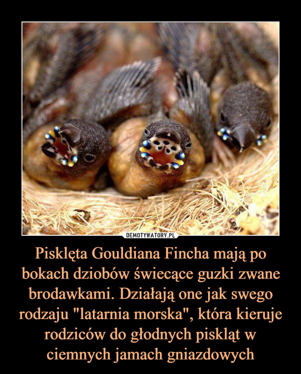Pisklęta Gouldiana Fincha mają po bokach dziobów świecące guzki zwane brodawkami. Działają one jak swego rodzaju "latarnia morska", która kieruje rodziców do głodnych piskląt w ciemnych jamach gniazdowych