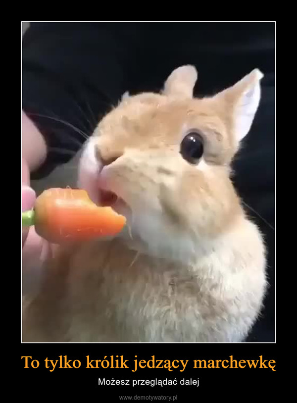 To tylko królik jedzący marchewkę – Możesz przeglądać dalej 