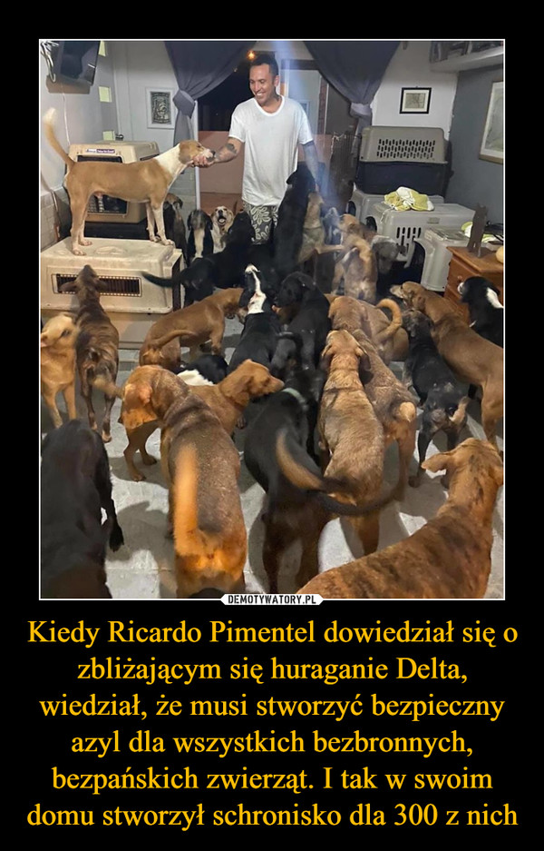Kiedy Ricardo Pimentel dowiedział się o zbliżającym się huraganie Delta, wiedział, że musi stworzyć bezpieczny azyl dla wszystkich bezbronnych, bezpańskich zwierząt. I tak w swoim domu stworzył schronisko dla 300 z nich –  