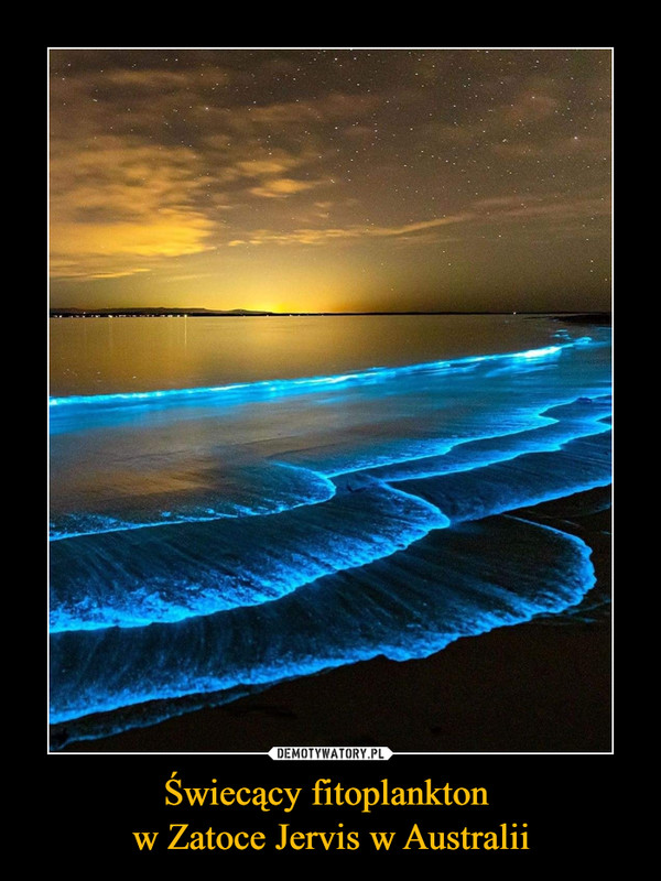 Świecący fitoplankton w Zatoce Jervis w Australii –  