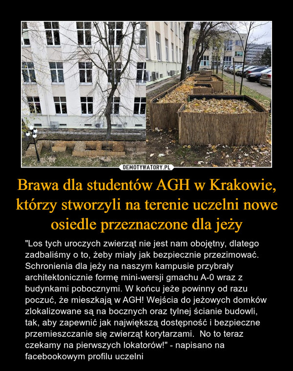 Brawa dla studentów AGH w Krakowie, którzy stworzyli na terenie uczelni nowe osiedle przeznaczone dla jeży