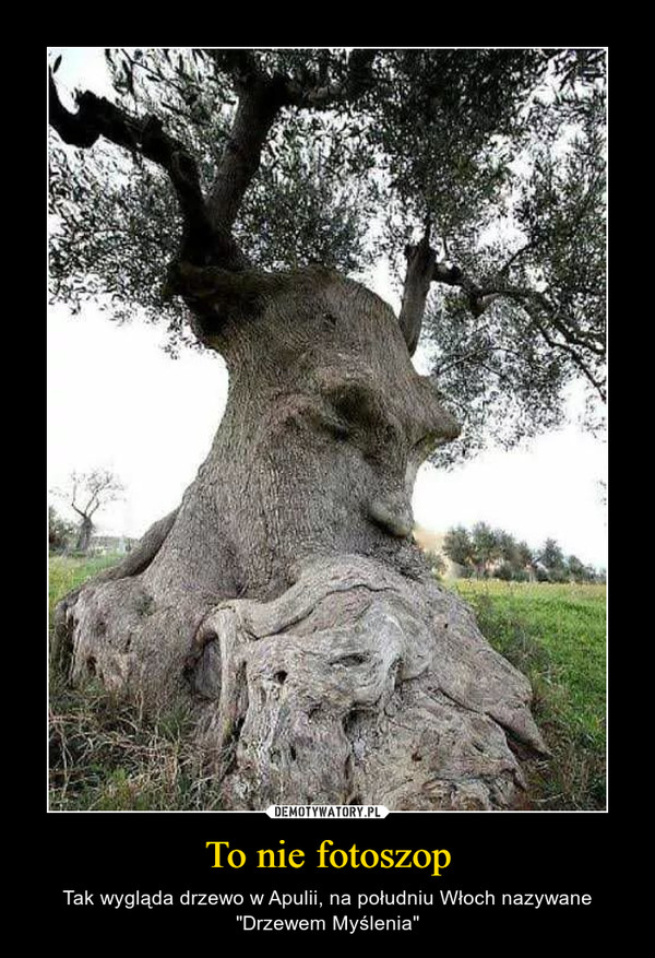 To nie fotoszop – Tak wygląda drzewo w Apulii, na południu Włoch nazywane "Drzewem Myślenia" 