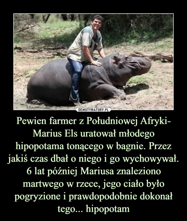 Pewien farmer z Południowej Afryki- Marius Els uratował młodego hipopotama tonącego w bagnie. Przez jakiś czas dbał o niego i go wychowywał. 6 lat później Mariusa znaleziono martwego w rzece, jego ciało było pogryzione i prawdopodobnie dokonał tego... hipopotam