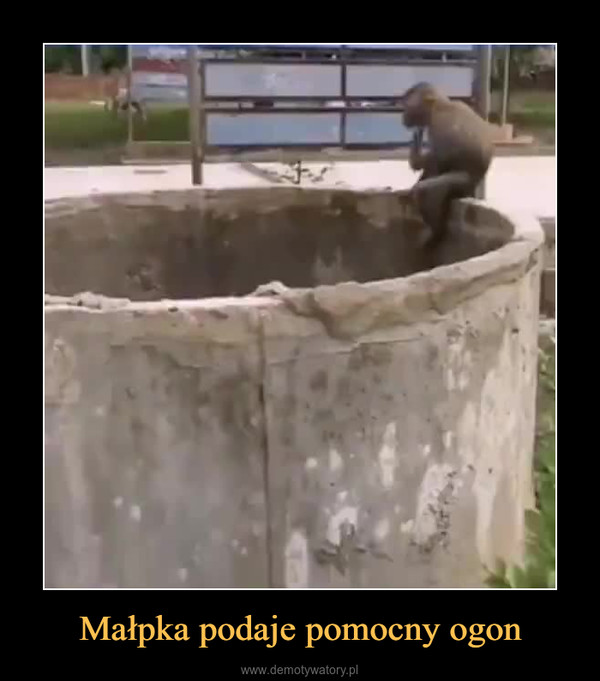 Małpka podaje pomocny ogon –  