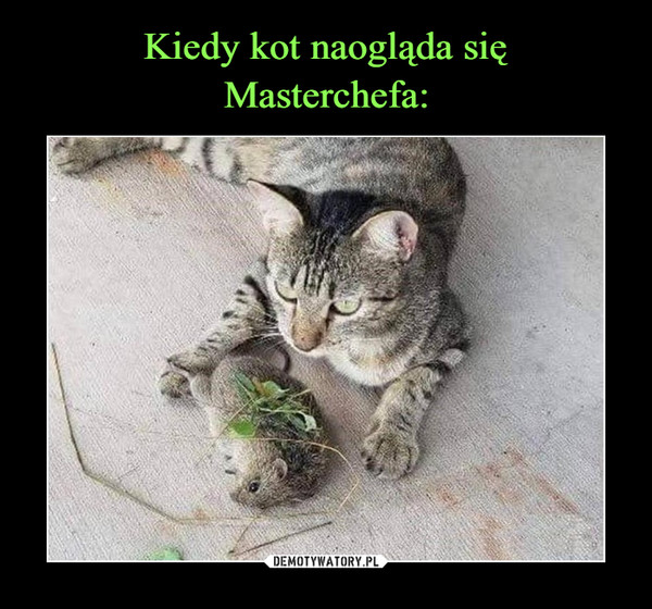 Kiedy kot naogląda się
Masterchefa: