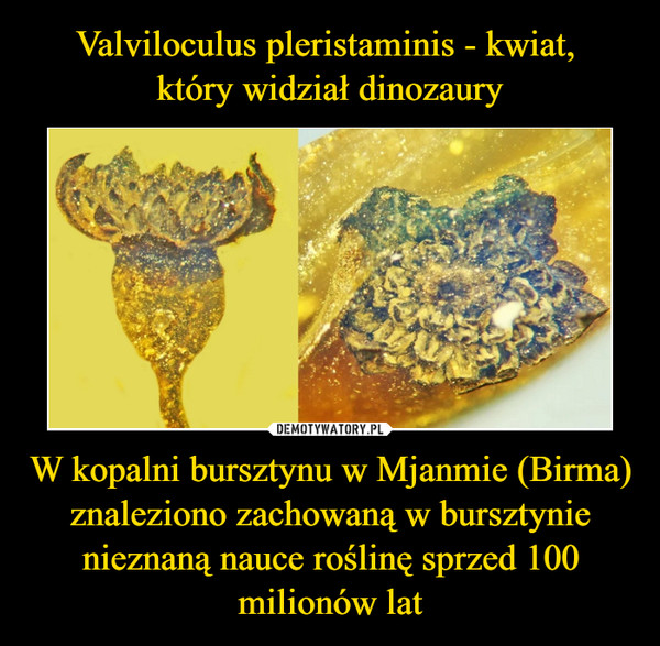 Valviloculus pleristaminis - kwiat, 
który widział dinozaury W kopalni bursztynu w Mjanmie (Birma) znaleziono zachowaną w bursztynie nieznaną nauce roślinę sprzed 100 milionów lat