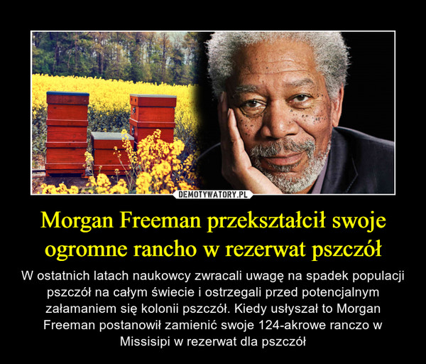 Morgan Freeman przekształcił swoje ogromne rancho w rezerwat pszczół – W ostatnich latach naukowcy zwracali uwagę na spadek populacji pszczół na całym świecie i ostrzegali przed potencjalnym załamaniem się kolonii pszczół. Kiedy usłyszał to Morgan Freeman postanowił zamienić swoje 124-akrowe ranczo w Missisipi w rezerwat dla pszczół 