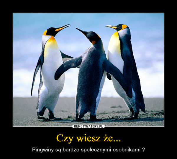 Czy wiesz że... – Pingwiny są bardzo społecznymi osobnikami ? 