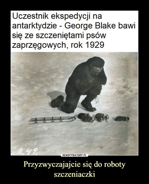 Przyzwyczajajcie się do roboty szczeniaczki –  Uczestnik ekspedycjiantarktydzie - George Blake bawisię ze szczeniętami psówzaprzęgowych, rok 1929na:249