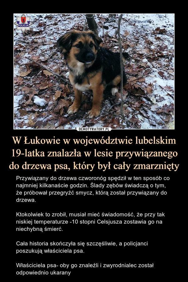 W Łukowie w województwie lubelskim 19-latka znalazła w lesie przywiązanego do drzewa psa, który był cały zmarznięty